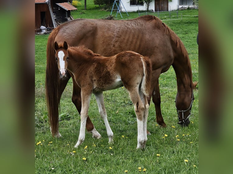German Sport Horse Mare  16,2 hh Chestnut in Pei&#xDF;enberg