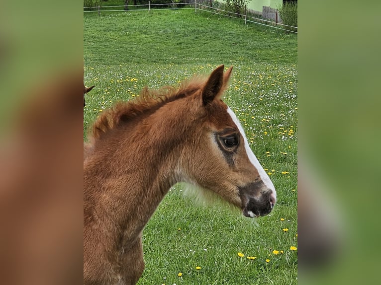 German Sport Horse Mare  16,2 hh Chestnut in Pei&#xDF;enberg