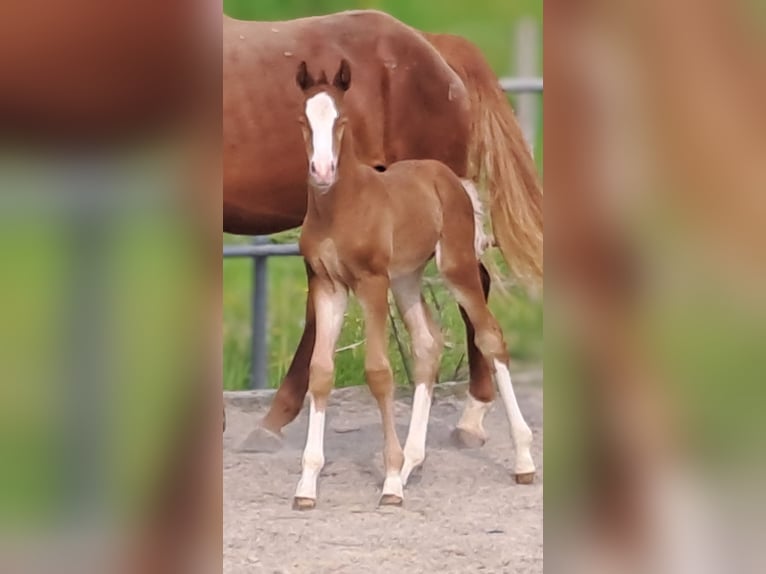 German Sport Horse Mare Foal (05/2025) 16,2 hh Chestnut in Stiefenhofen