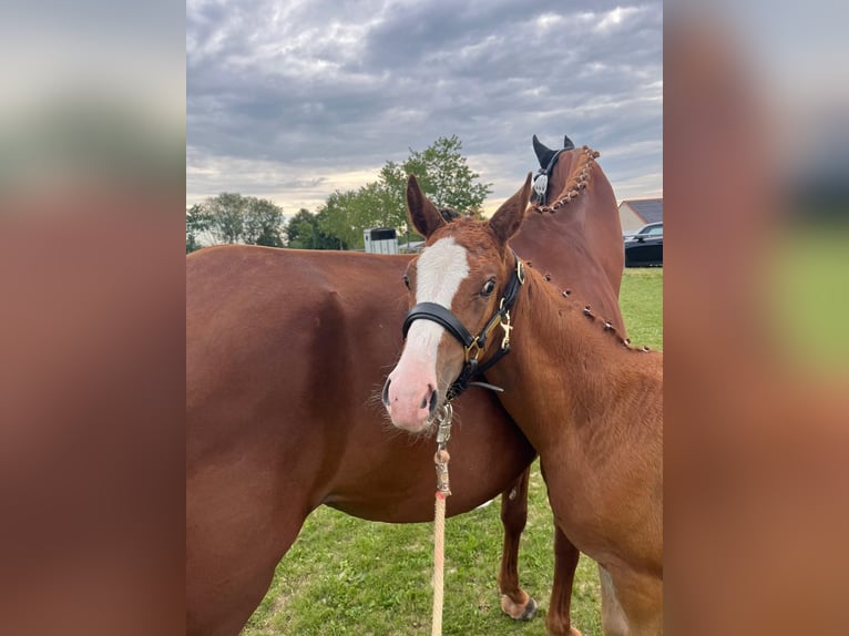 German Sport Horse Mare Foal (05/2025) 16,2 hh Chestnut in Stiefenhofen