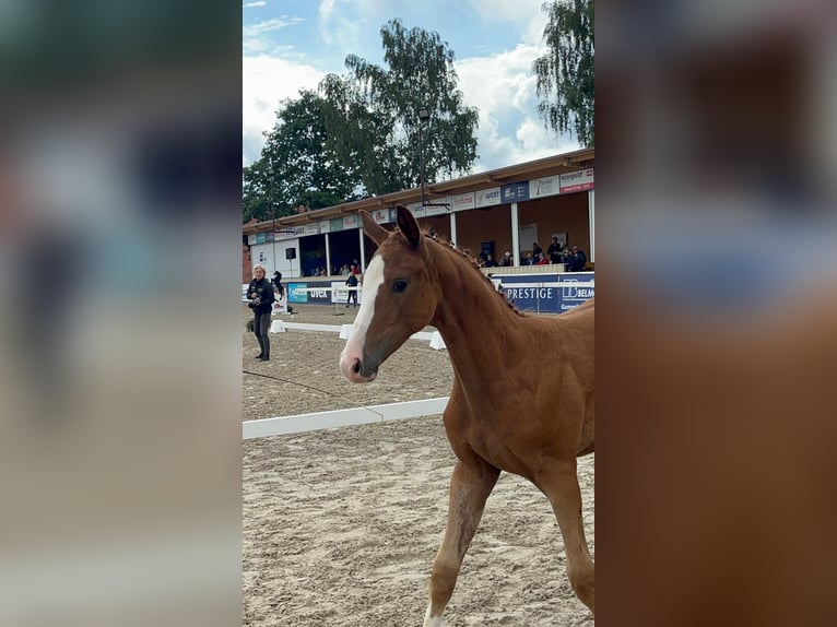 German Sport Horse Mare Foal (05/2025) 16,2 hh Chestnut in Stiefenhofen