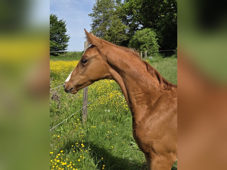 German Sport Horse Mare Foal (03/2026) 16.2 hh Chestnut-Red in Horb