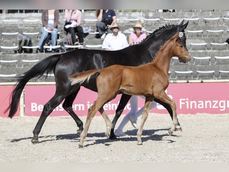 German Sport Horse Mare Foal (03/2026) 16.2 hh Chestnut-Red in Horb
