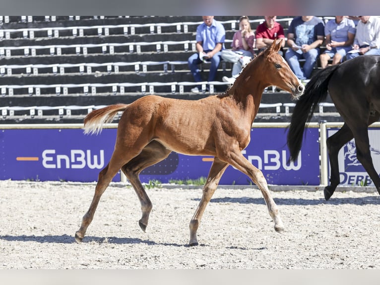 German Sport Horse Mare Foal (03/2026) 16.2 hh Chestnut-Red in Horb