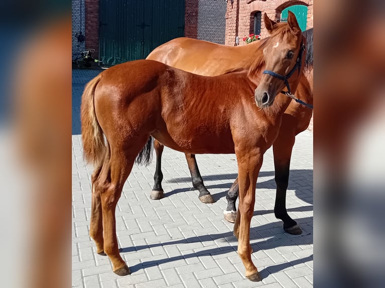 German Sport Horse Mare Foal (04/2024) 16,2 hh Chestnut in Milower Land