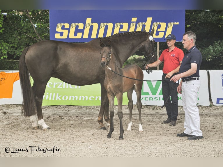 German Sport Horse Mare Foal (05/2024) 16,2 hh in Bechhofen