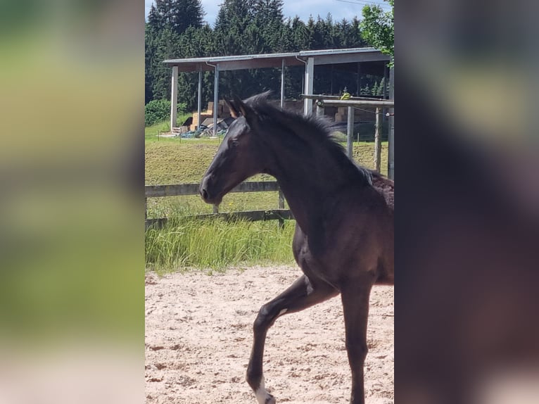 German Sport Horse Mare Foal (02/2024) 16,3 hh Can be white in Bühlerzell