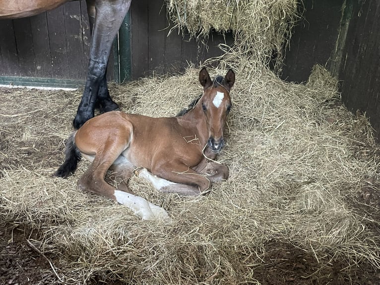 German Sport Horse Mare Foal (06/2026) 16 hh Bay-Dark in Saldenburg