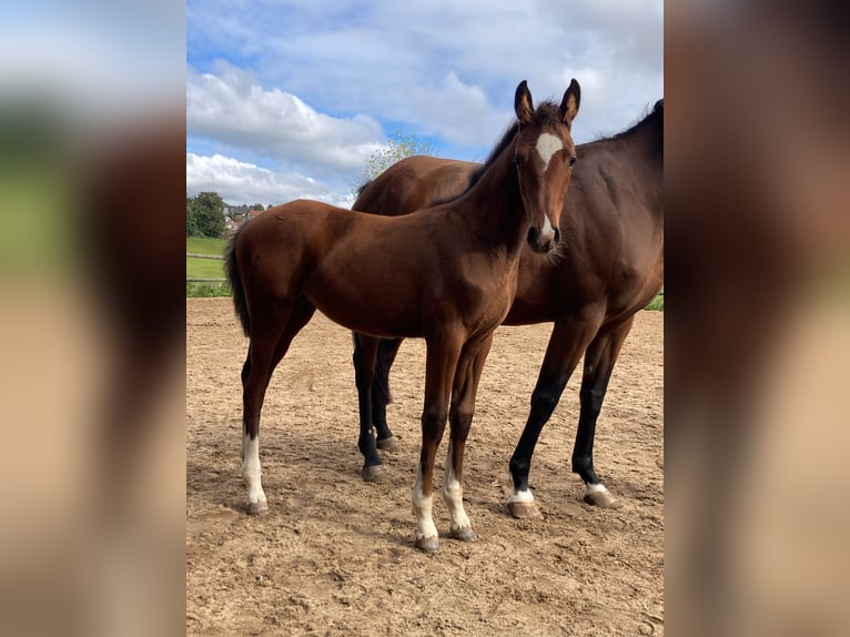 German Sport Horse Mare Foal (05/2025) 16 hh Brown in Geroldsgr&#xFC;n
