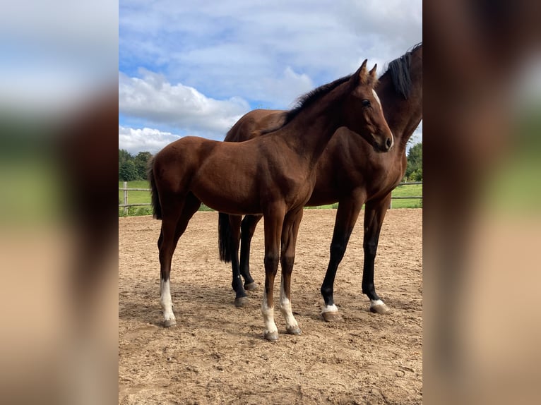 German Sport Horse Mare Foal (05/2025) 16 hh Brown in Geroldsgr&#xFC;n