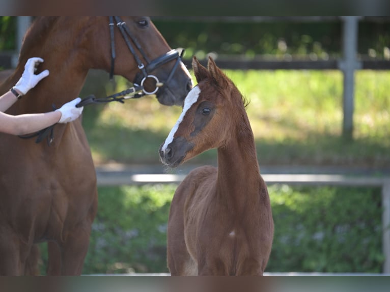 German Sport Horse Mare Foal (04/2025) 16 hh Chestnut in Vielbaum