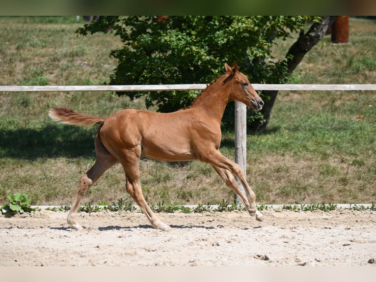 German Sport Horse Mare Foal (05/2026) 16 hh Chestnut-Red in Bayrischzell