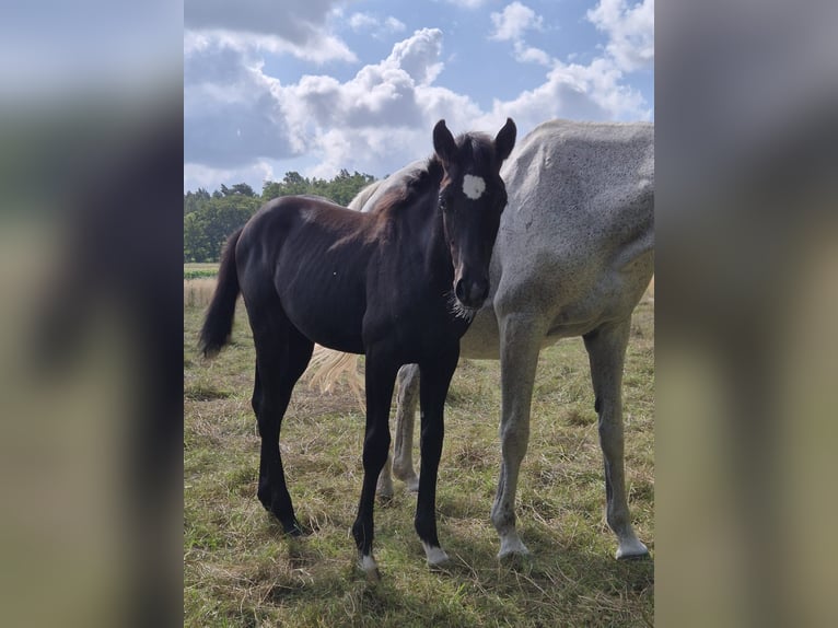German Sport Horse Mare Foal (03/2025) 16 hh Grey-Dark-Tan in M&#xF6;llenbeck