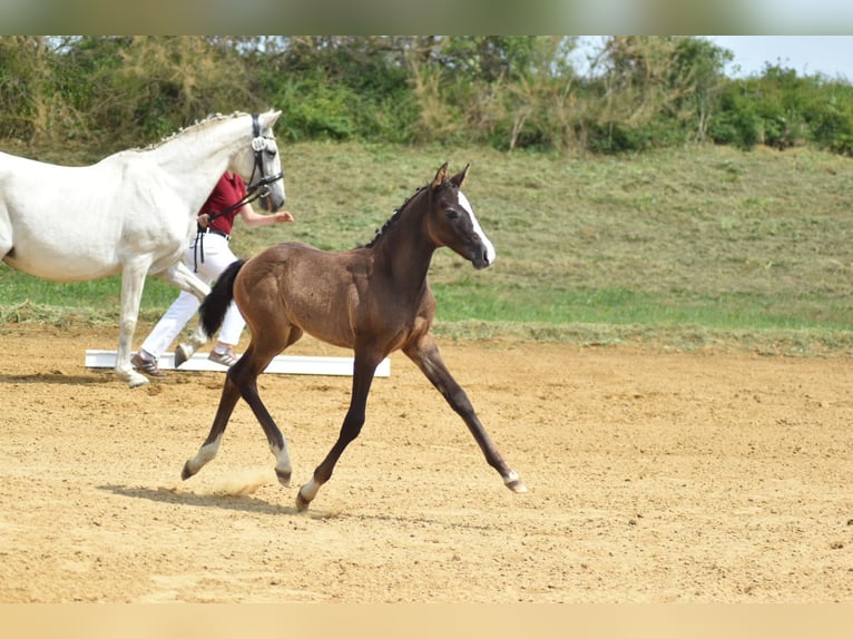 German Sport Horse Mare Foal (04/2026) 16 hh Grey in Jerichow OT Schlagenthin