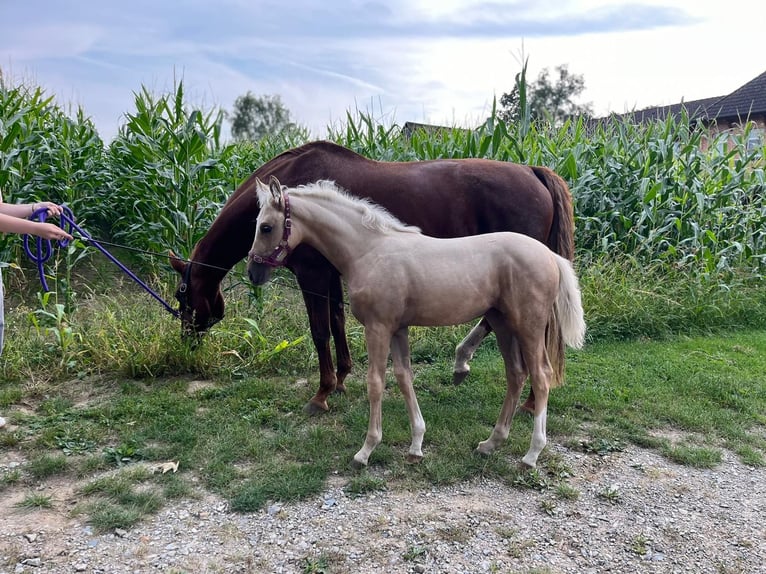 German Sport Horse Mare Foal (06/2024) 16 hh Palomino in Bergen