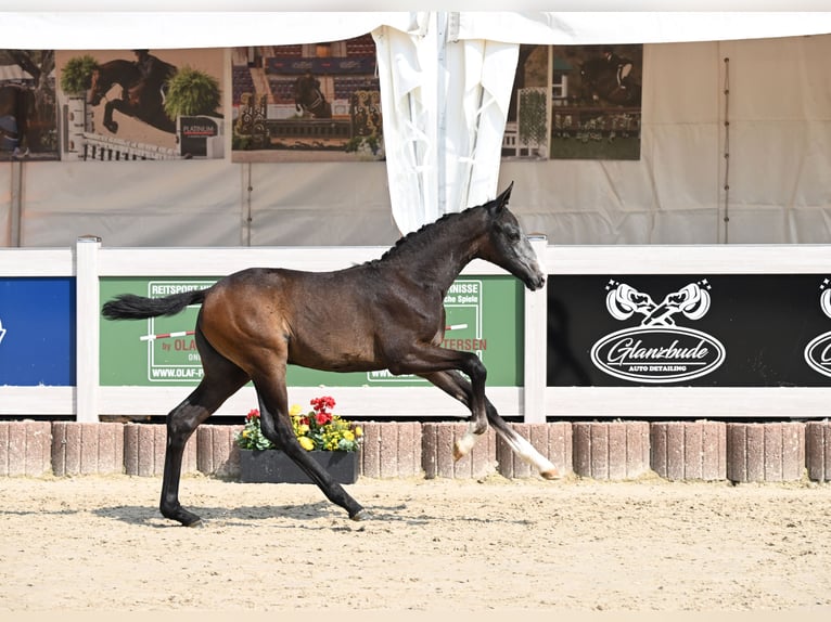 German Sport Horse Mare  16,1 hh Gray in Ehestetten
