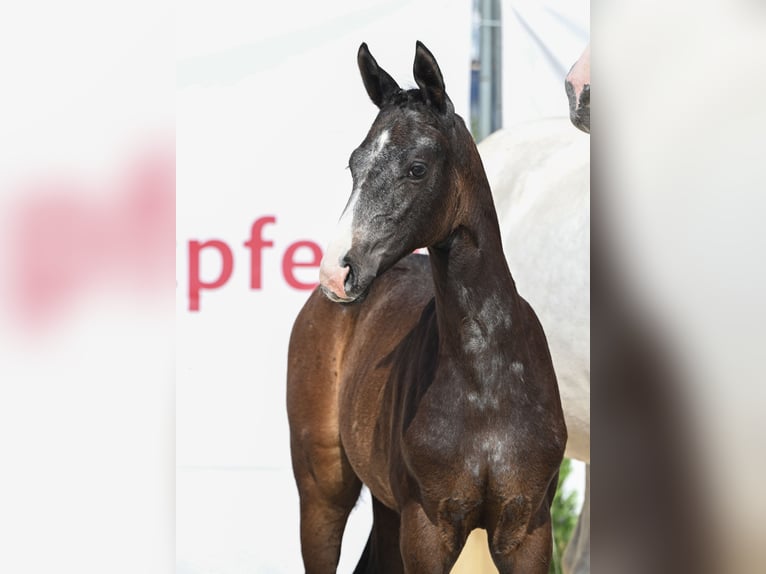 German Sport Horse Mare  16,1 hh Gray in Ehestetten