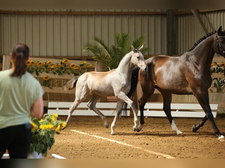 German Sport Horse Mare Foal (04/2025) 16,1 hh Grey in Amt Creuzburg