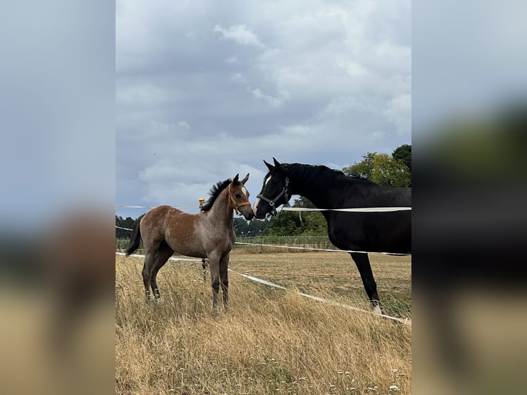German Sport Horse Mare Foal (04/2025) 16,1 hh Grey in Sachsen bei Ansbach