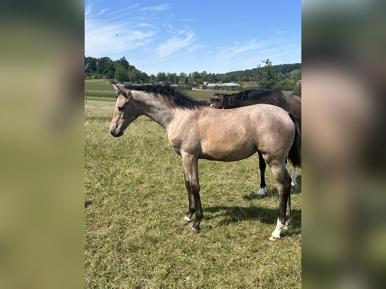 German Sport Horse Mare Foal (04/2025) 16,1 hh Grey in Sachsen bei Ansbach