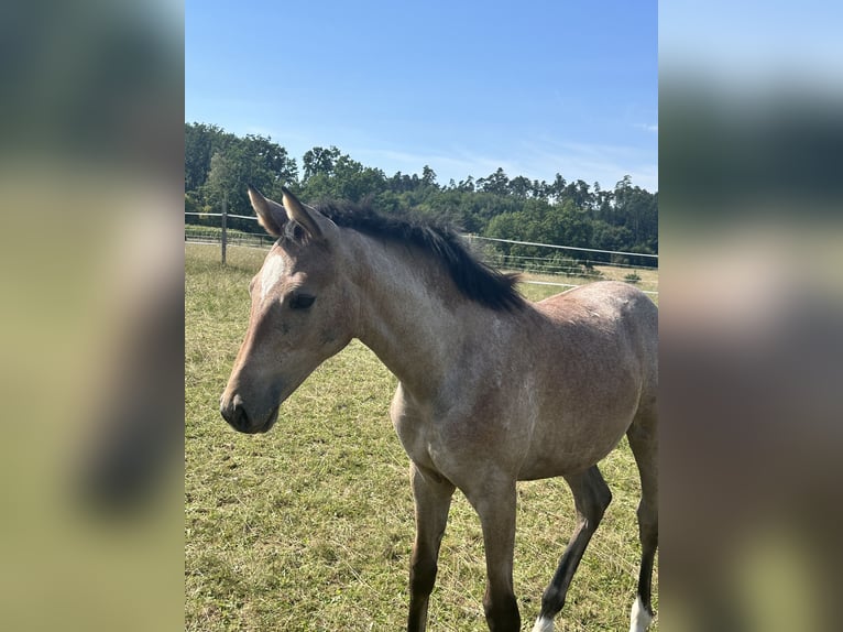German Sport Horse Mare Foal (04/2025) 16,1 hh Grey in Sachsen bei Ansbach