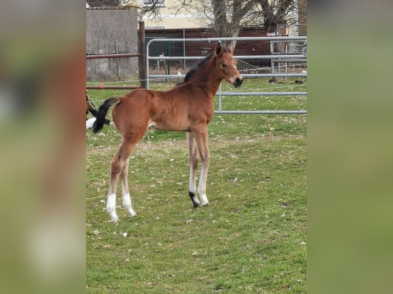 German Sport Horse Mare Foal (03/2026) 16,2 hh Bay-Dark in Bad Düben