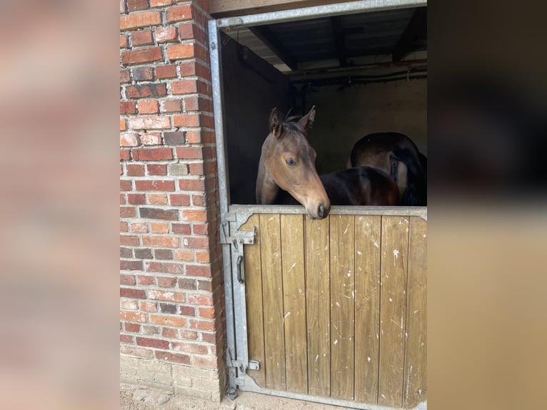 German Sport Horse Mare Foal (03/2025) 16,2 hh Bay-Dark in Pritzwalk