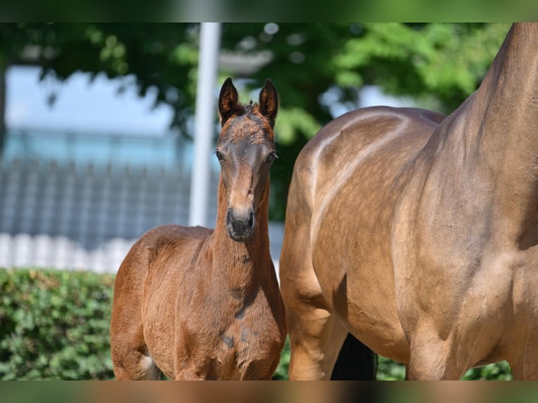 German Sport Horse Mare Foal (03/2025) 16,2 hh Bay-Dark in Pritzwalk