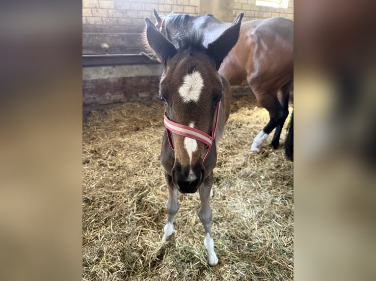German Sport Horse Mare Foal (04/2025) 16,2 hh Bay-Dark in Rohrlack