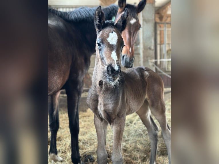 German Sport Horse Mare Foal (04/2025) 16,2 hh Bay-Dark in Rohrlack