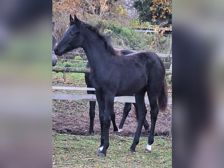 German Sport Horse Mare Foal (05/2025) 16,2 hh Black in Blowatz