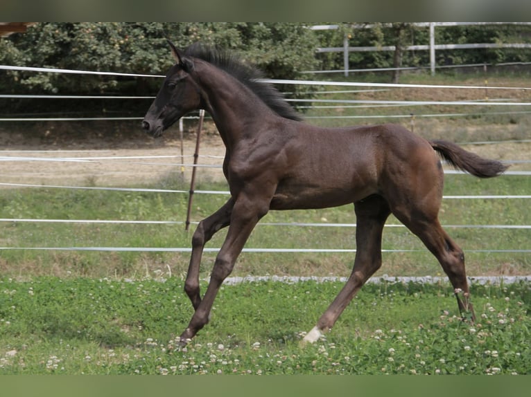 German Sport Horse Mare Foal (06/2025) 16,2 hh Black in Neckargem&#xFC;nd
