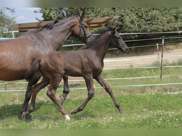 German Sport Horse Mare Foal (06/2025) 16,2 hh Black in Neckargem&#xFC;nd