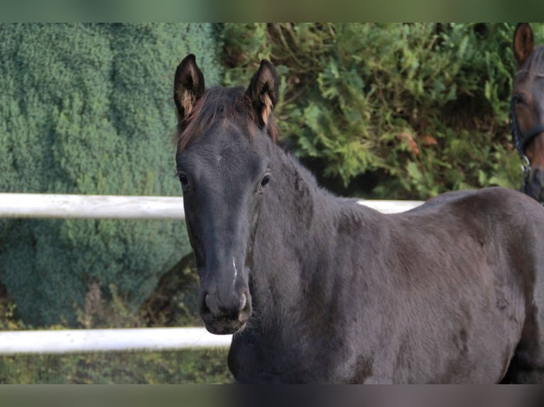 German Sport Horse Mare Foal (06/2025) 16,2 hh Black in Neckargemünd
