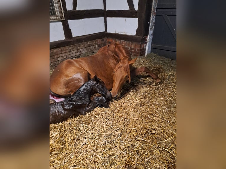 German Sport Horse Mare Foal (03/2025) 16,2 hh Brown in Bersteland Freiwalde