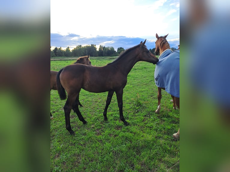 German Sport Horse Mare Foal (03/2025) 16,2 hh Brown in Bersteland Freiwalde