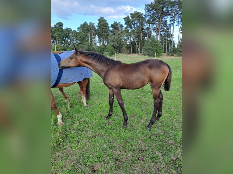 German Sport Horse Mare Foal (03/2025) 16,2 hh Brown in Bersteland Freiwalde