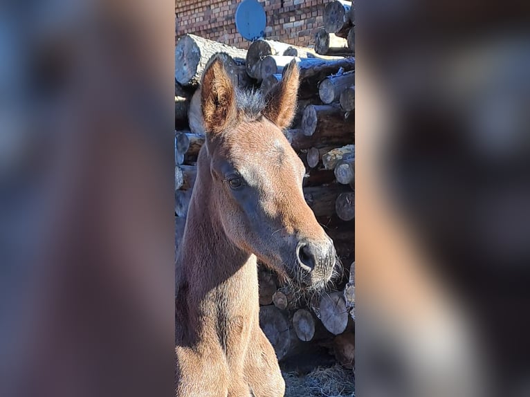 German Sport Horse Mare Foal (03/2025) 16,2 hh Brown in Bersteland Freiwalde