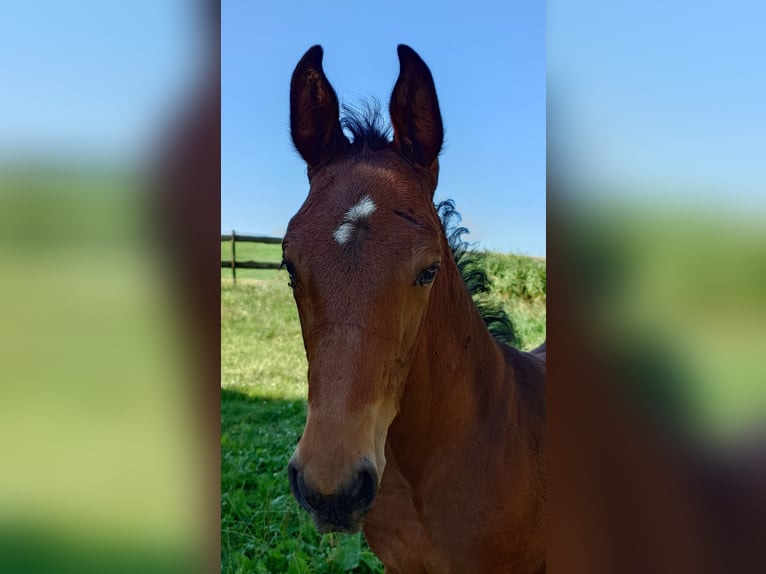 German Sport Horse Mare  16,2 hh Brown in Ki&#xDF;legg