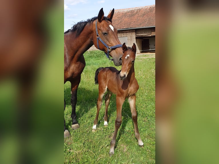 German Sport Horse Mare  16,2 hh Brown in Ki&#xDF;legg