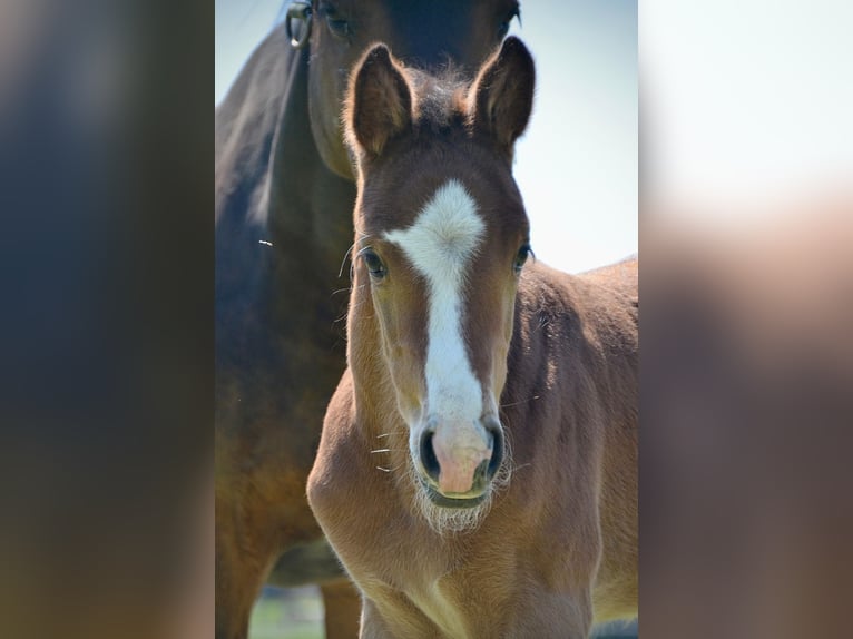 German Sport Horse Mare  16,2 hh Brown in Temnitztal