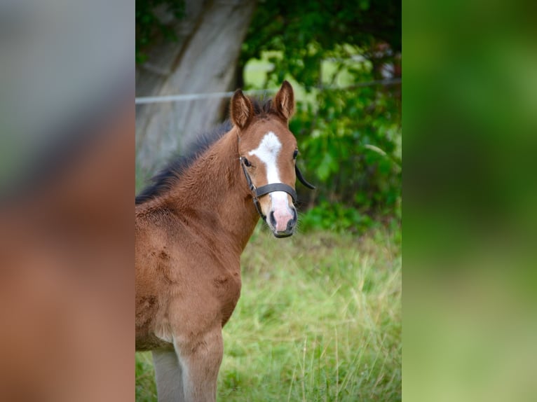 German Sport Horse Mare  16,2 hh Brown in Temnitztal