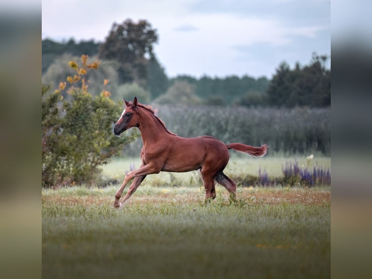 German Sport Horse Mare Foal (05/2025) 16,2 hh Chestnut in Bechhofen