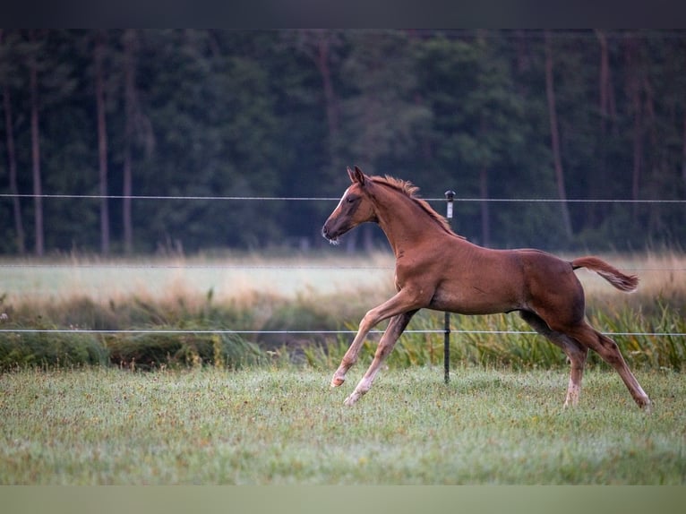 German Sport Horse Mare Foal (05/2025) 16,2 hh Chestnut in Bechhofen