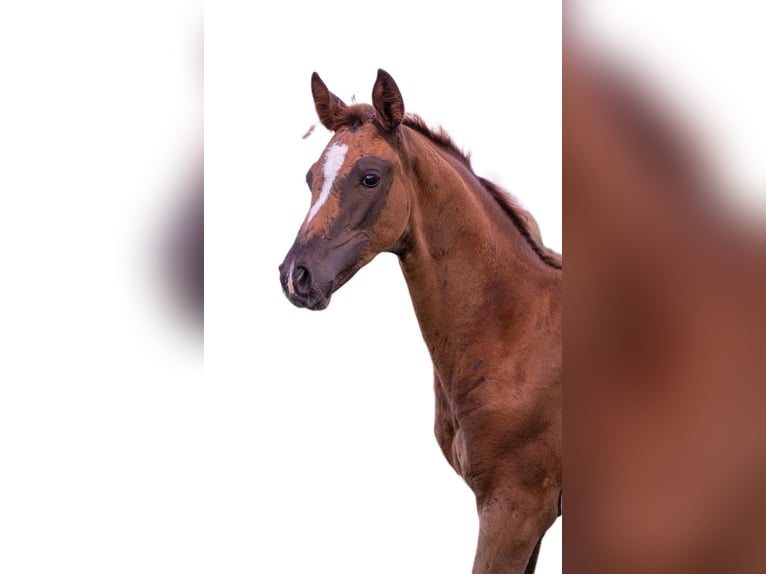 German Sport Horse Mare Foal (05/2025) 16,2 hh Chestnut in Bechhofen