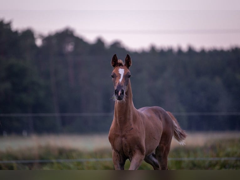 German Sport Horse Mare Foal (05/2025) 16,2 hh Chestnut in Bechhofen