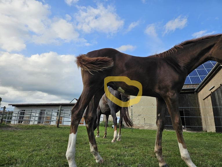 German Sport Horse Mare Foal (05/2025) 16,2 hh Chestnut in Bechhofen