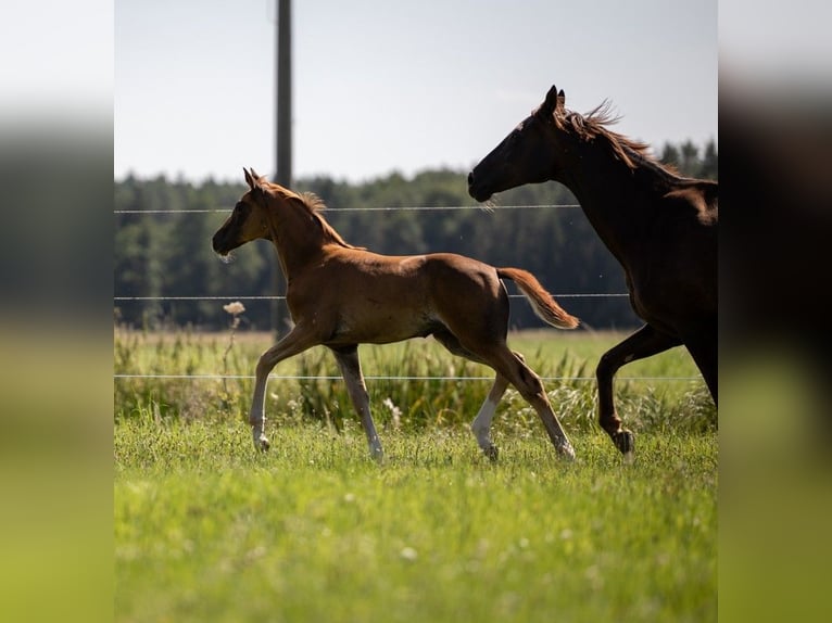 German Sport Horse Mare Foal (05/2025) 16,2 hh Chestnut in Bechhofen