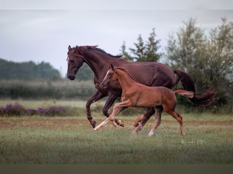 German Sport Horse Mare Foal (05/2025) 16,2 hh Chestnut in Bechhofen