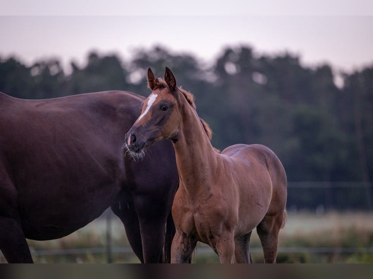 German Sport Horse Mare Foal (05/2025) 16,2 hh Chestnut in Bechhofen
